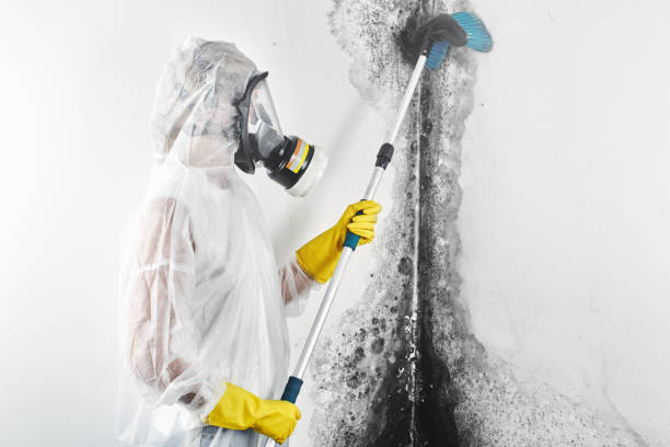 Best Comprehensive Air Testing for Mold Contaminants  in Polk City, IA